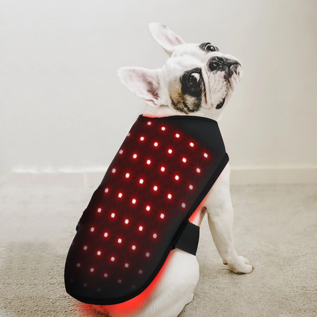 Infrared Red Light Therapy for Dogs and Cat at Home