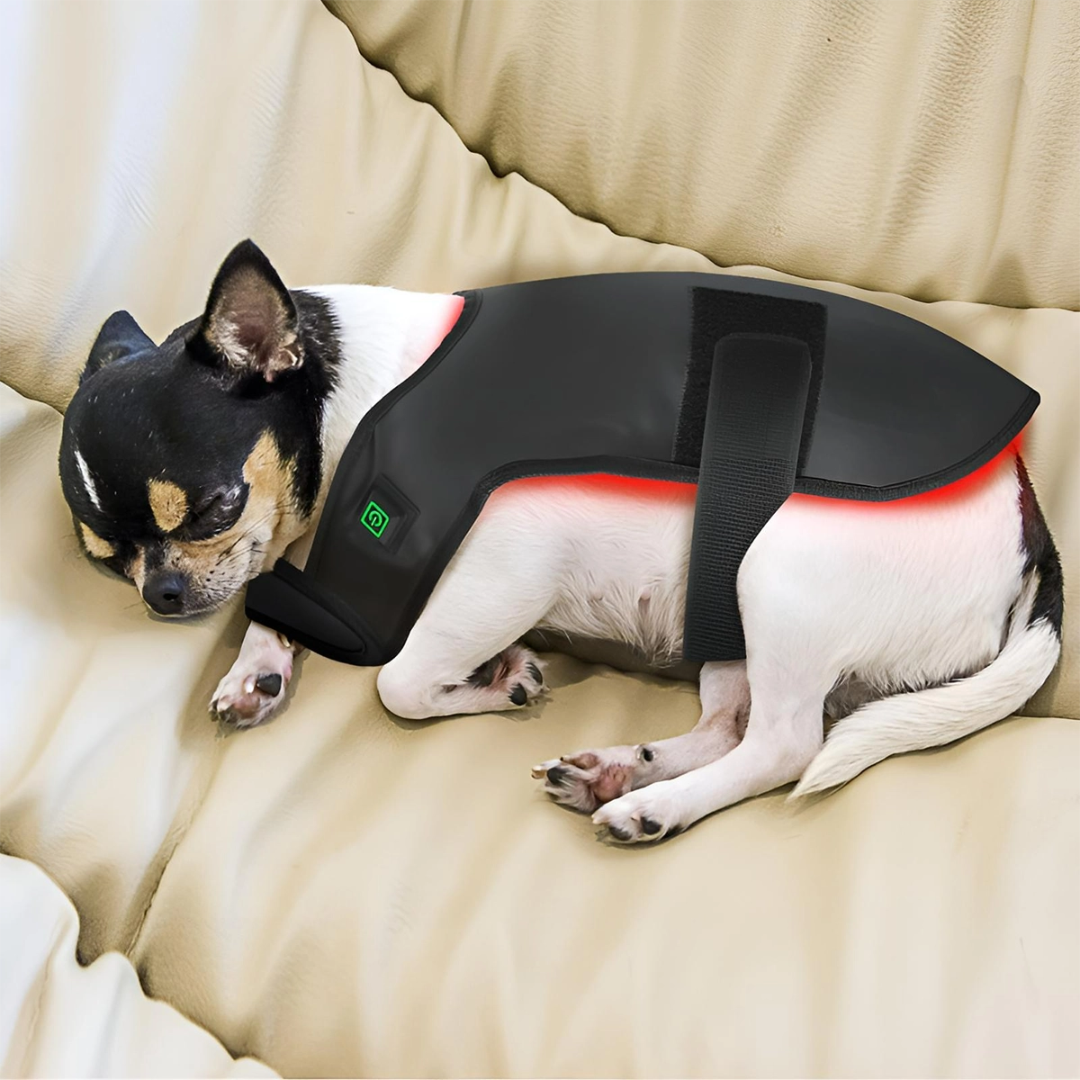 Infrared Red Light Therapy for Dogs and Cat at Home